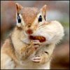 axatokado's Avatar